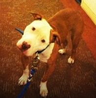 picture of dog
