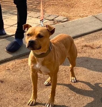 picture of dog