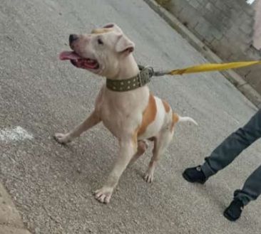 picture of dog