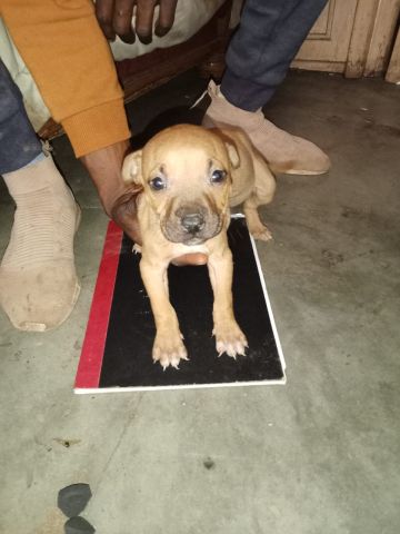 picture of dog