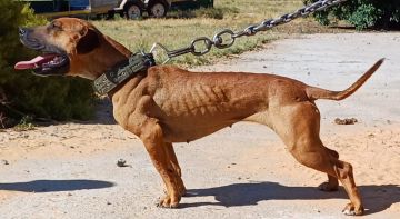picture of dog