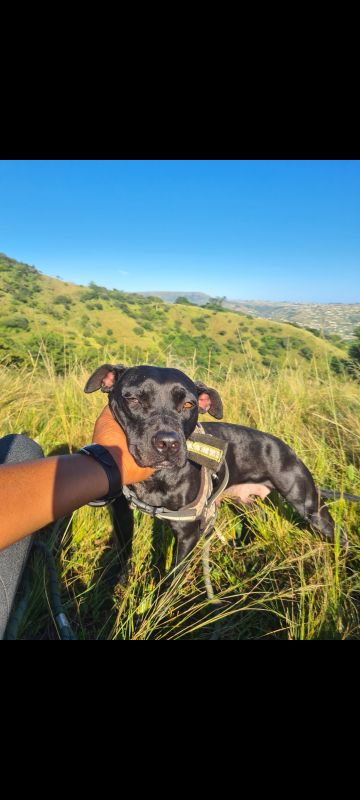 picture of dog