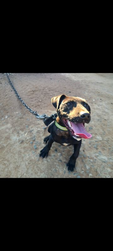 picture of dog
