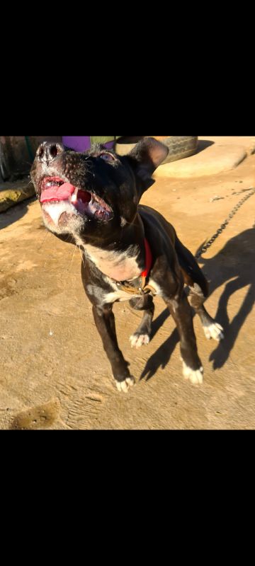 picture of dog