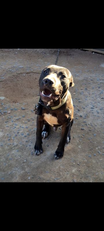 picture of dog