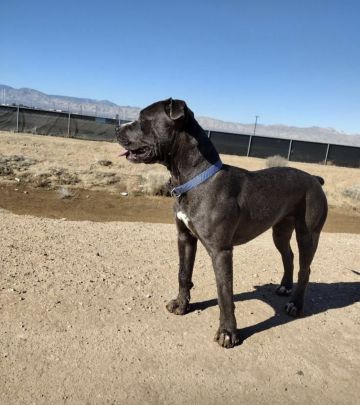 picture of dog