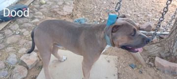 picture of dog
