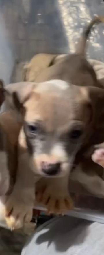 picture of dog