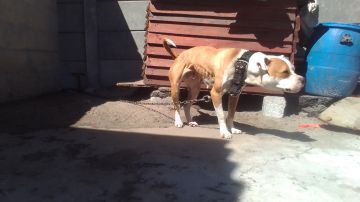picture of dog