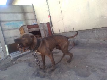 picture of dog