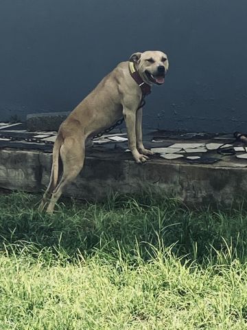 picture of dog