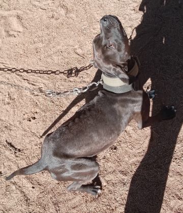 picture of dog