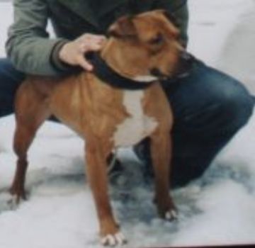 picture of dog