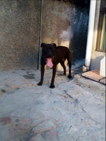 picture of dog