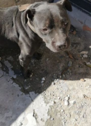 picture of dog