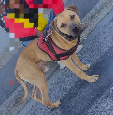 picture of dog