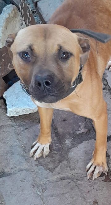 picture of dog