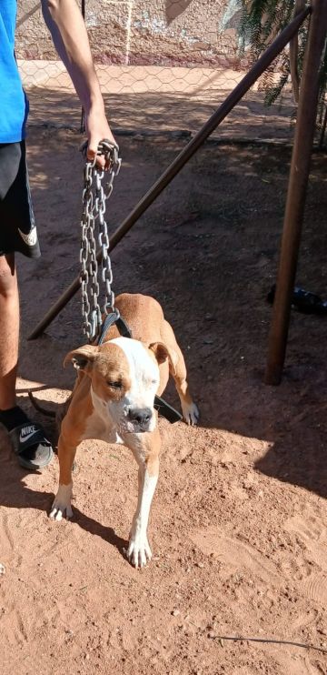 picture of dog