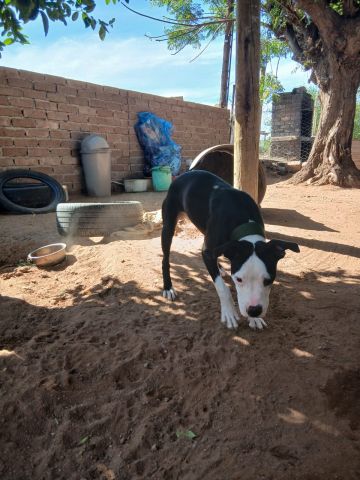 picture of dog