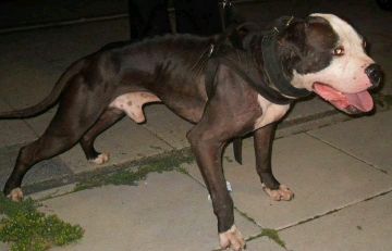 picture of dog