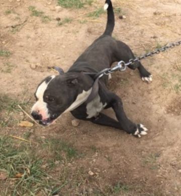 picture of dog