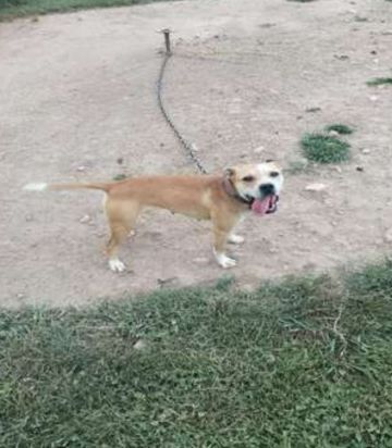 picture of dog
