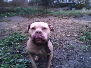 picture of dog