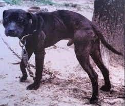 picture of dog